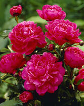 Без бренда «2KMB-4036» в Якутске