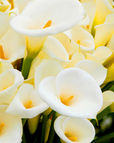 Без бренда «Белые каллы» в Якутске