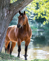 Без бренда «Лошадь у дерева» в Якутске