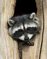 Без бренда «Енот в дупле» в Якутске