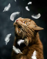 Без бренда «Кот среди перышек» в Якутске