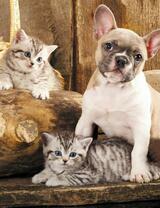 Без бренда «Милый щенок французского бульдога и два котёнка» в Якутске в интернет-магазине  Без бренда «Милый щенок французского бульдога и два котёнка» в Якутске