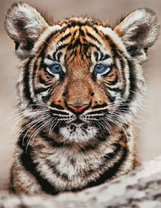 Портрет большого тигренка